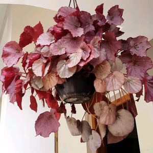 Begonia Rex Mature Plant For Sale