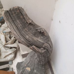 Drift Wood Natural From HARIDWAR