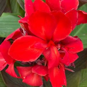 Red Canna Lilly Sapling