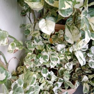 Variegated Money Plant