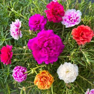 Portulaca Flowers (10 Plants Cuttings)