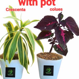 2 Live Plants With Pot