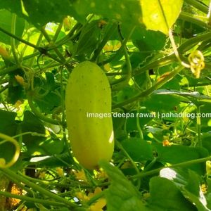 Pahadi Big Cucumber Seed