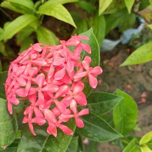 Beautifull Red Ixora ( Rangon ) Flower Plant