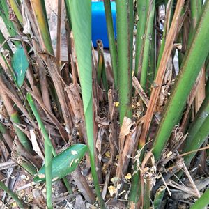 Yellow Heliconia 1 Rooted Plant 15" Long