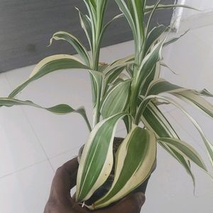 Variegated Bamboo Live Plant