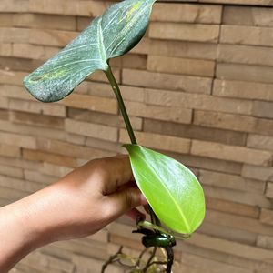 Monstera deliciosa, the Swiss cheese plant