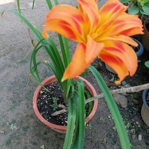 Orange Day Lily