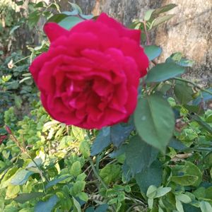 Alive Rose Plant