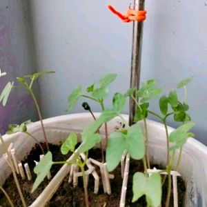 Mix Color Morning Glory Seeds