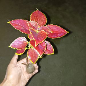 Coleus