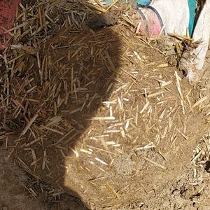 Cow dung Cake