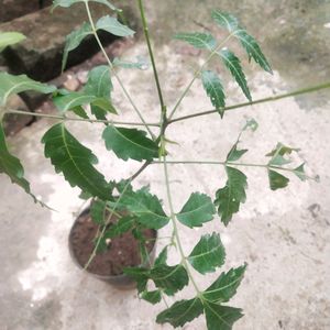 Neem Plant With Pot