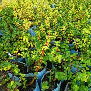 Jade Plant With Pot