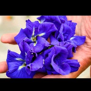 Butterfly Pea Flower 600