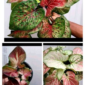 Combo Of Three Thai Caladium