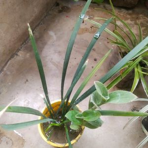 Combo Of 4 Variety Spider Plant With Root