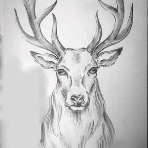 Deer Pencil Sketch