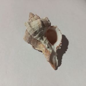 Shankh, Seashell Real. Small Size.