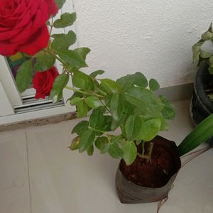 Rose Plant