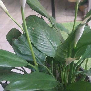 Peace Lily ( 1 Rooted and Healthy Plant)