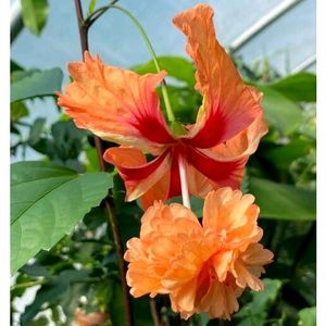 Hibiscus Plant Cutting((Double Layer))