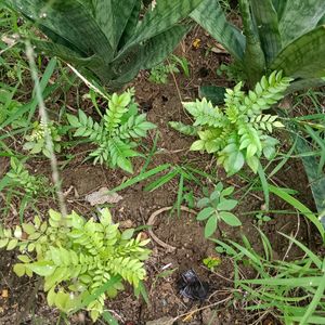 2 Curry Leaf Plants