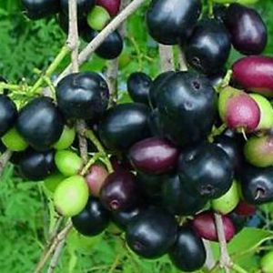 Black Berry Plant (Jamun)