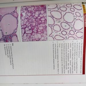 Inderbir Singh's Human Histology Guide