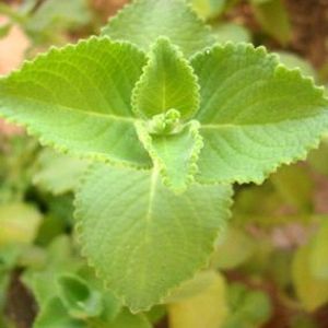 Healthy Ajwain Plant With Roots