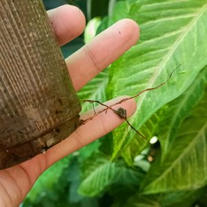 Well Rooted Small Rubber Plant