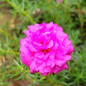 Dark Pink Portula Plant 🌺