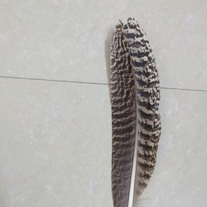 Moltted Peacock Feather