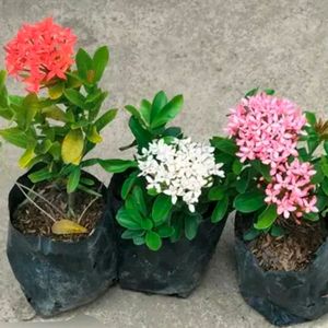 Combo Of 3 Vibrant Colors Ixora Flower Plant