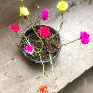 Portulaca 9 To 5 Office Time Flower Plant 6 Color