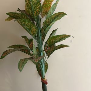 Artifical Long Plant 5.5feet Without Vase