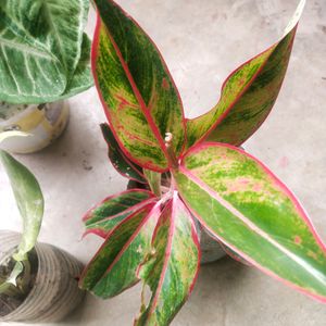 Combo Of 3 Indoor-outdoor Live  Plant