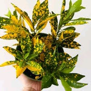 2 Type Of Croton Big Size