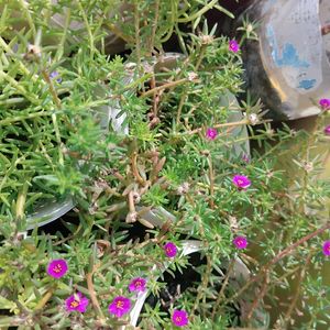 Portulaca pilosa Plant