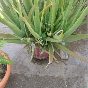 7 Year Old Aloe Vera Plant