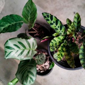 Assorted Calathea (3 Varieties)