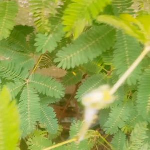 Natural Mimosa pudica ,छूईमुई पौदा Touch Me Not