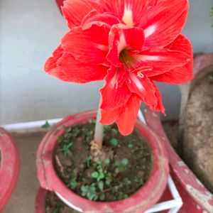 Red Flower Plant 2 Bulb Only