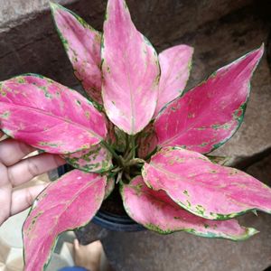 Algonema Pink Varitey