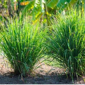 Original Lemon Grass