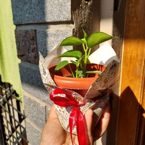 Live Plant Gift