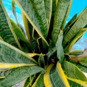 Snake Plant