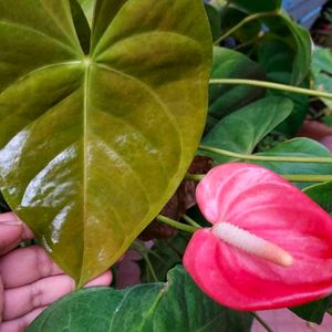 Antinium Anthurium Hybried Winter Flower Bulb