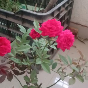 Button Rose Plant