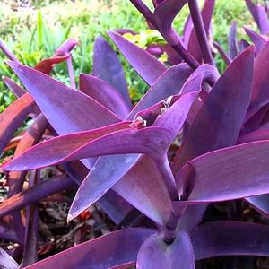 Purple Heart Plant